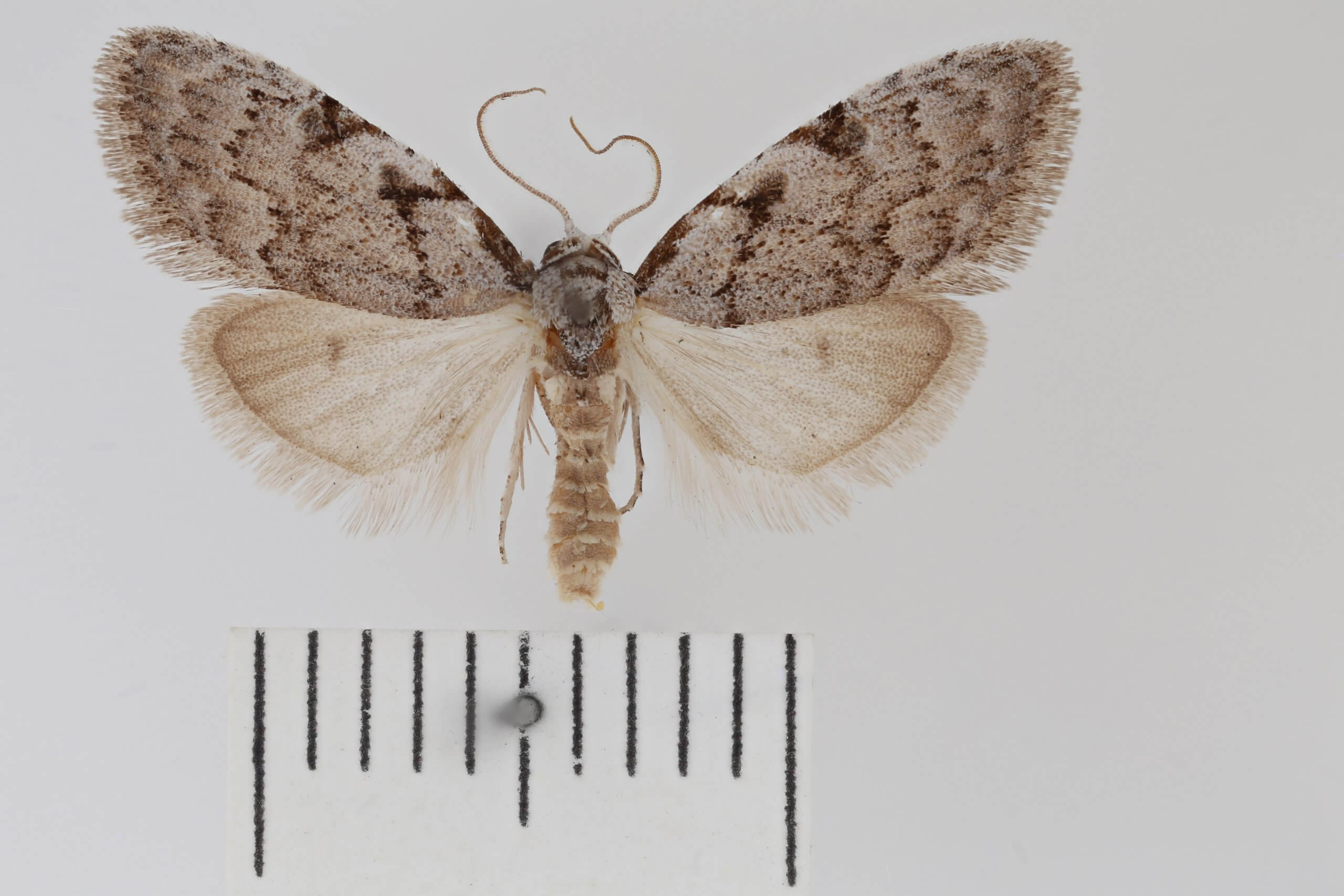 dorsal view of adult Nola triquetrana