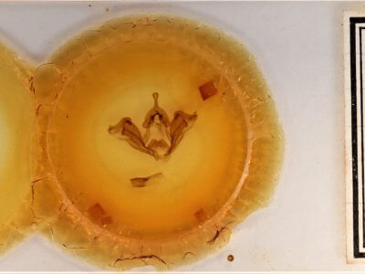 slide view of adult Datana ministra