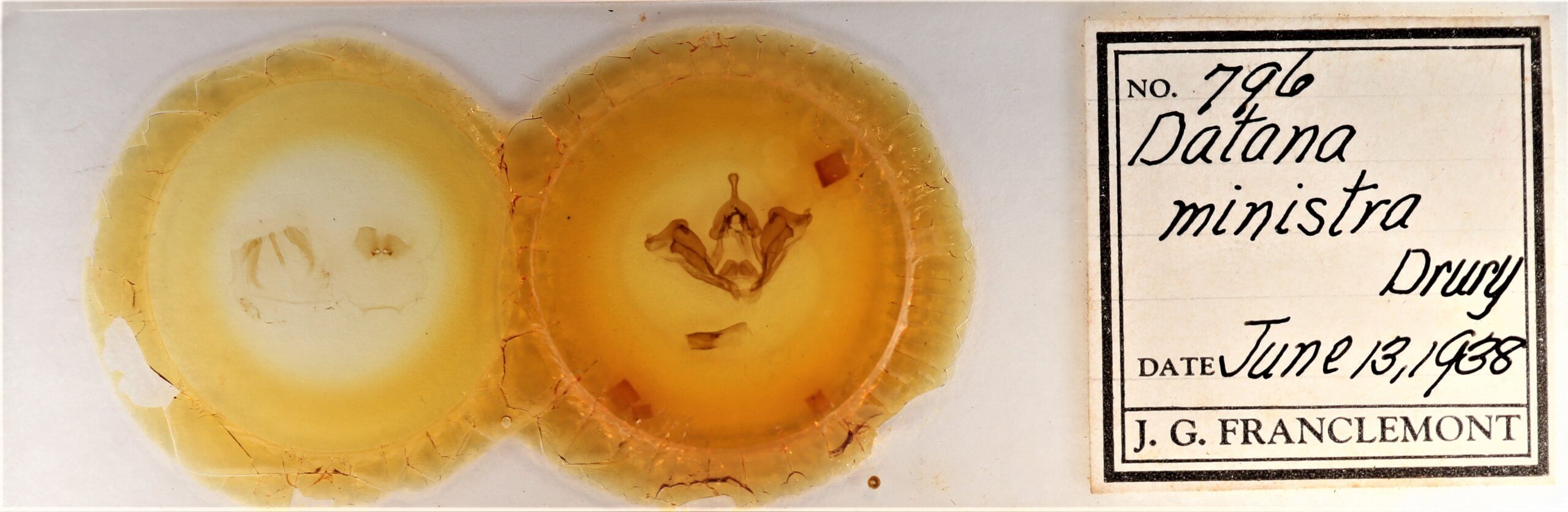 slide view of adult Datana ministra