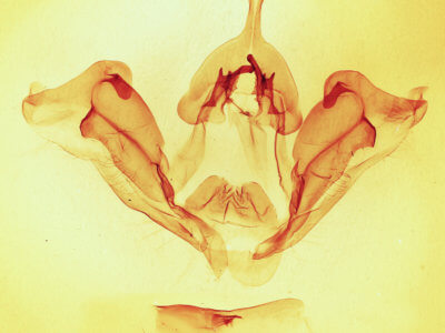 genitalia view of adult Datana ministra
