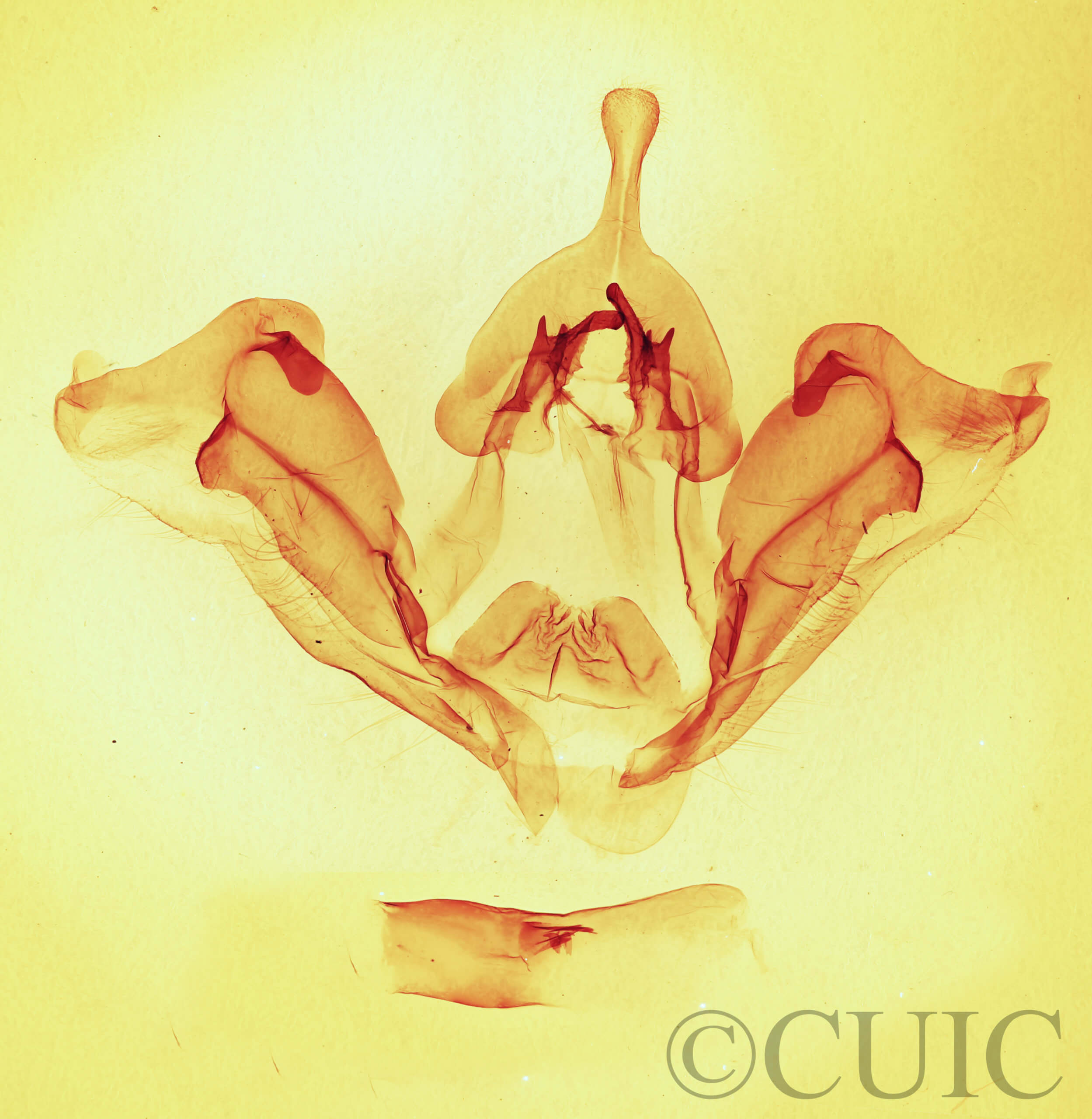 genitalia view of adult Datana ministra