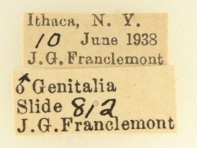 label view of adult Hypena bijugalis