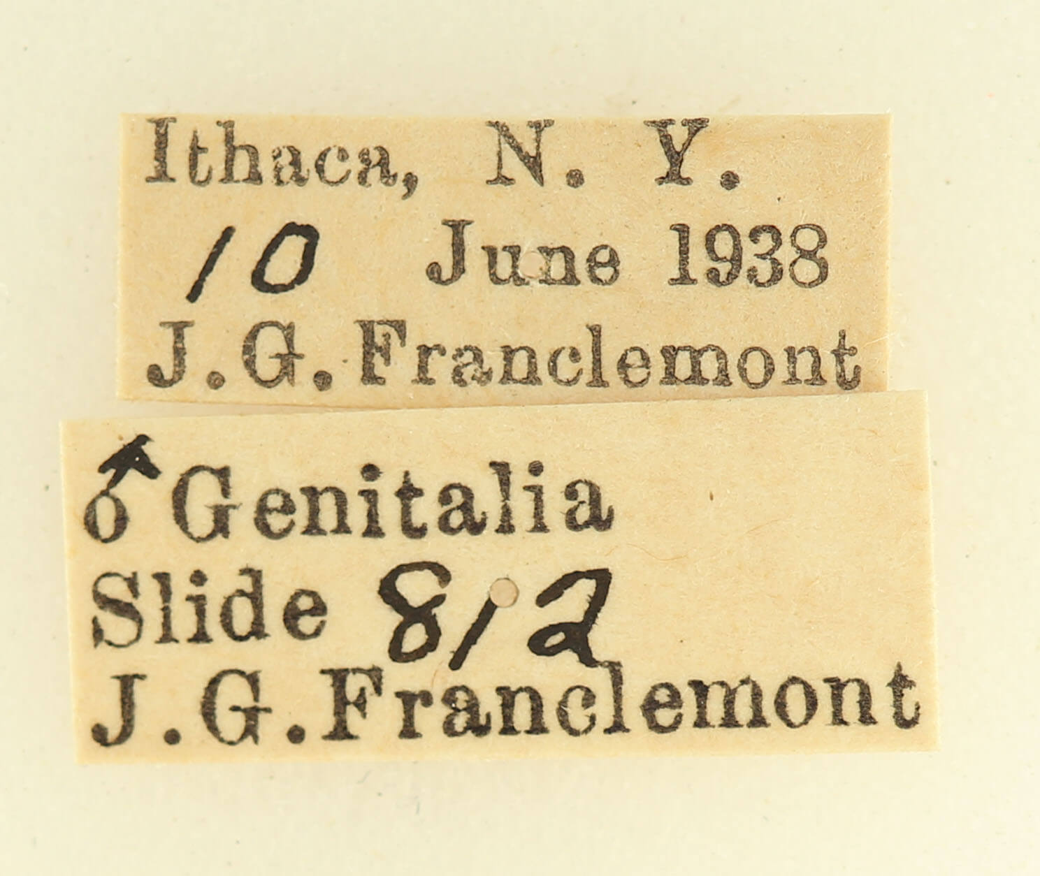 label view of adult Hypena bijugalis