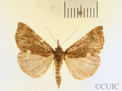 dorsal view of adult Hypena bijugalis