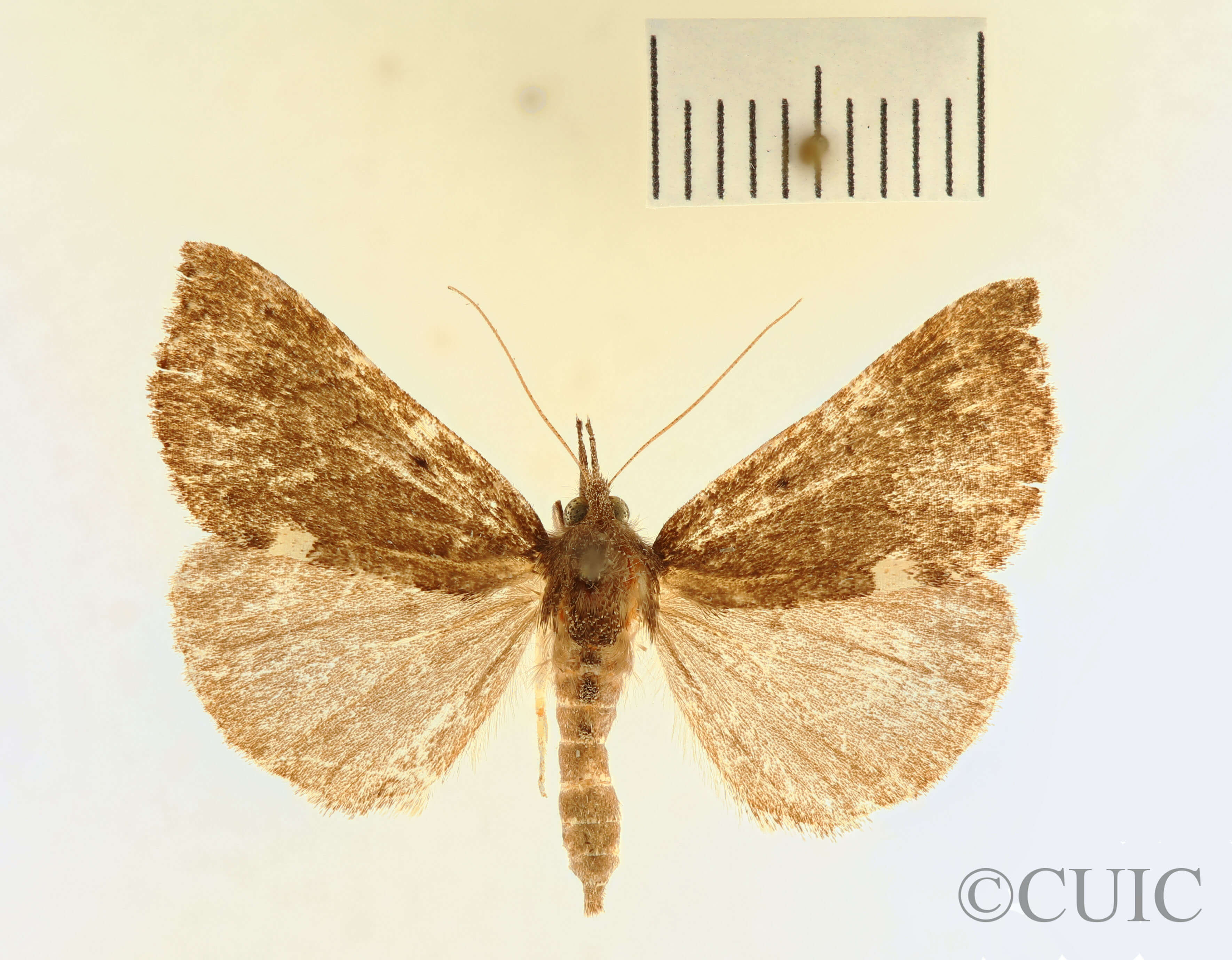 dorsal view of adult Hypena bijugalis