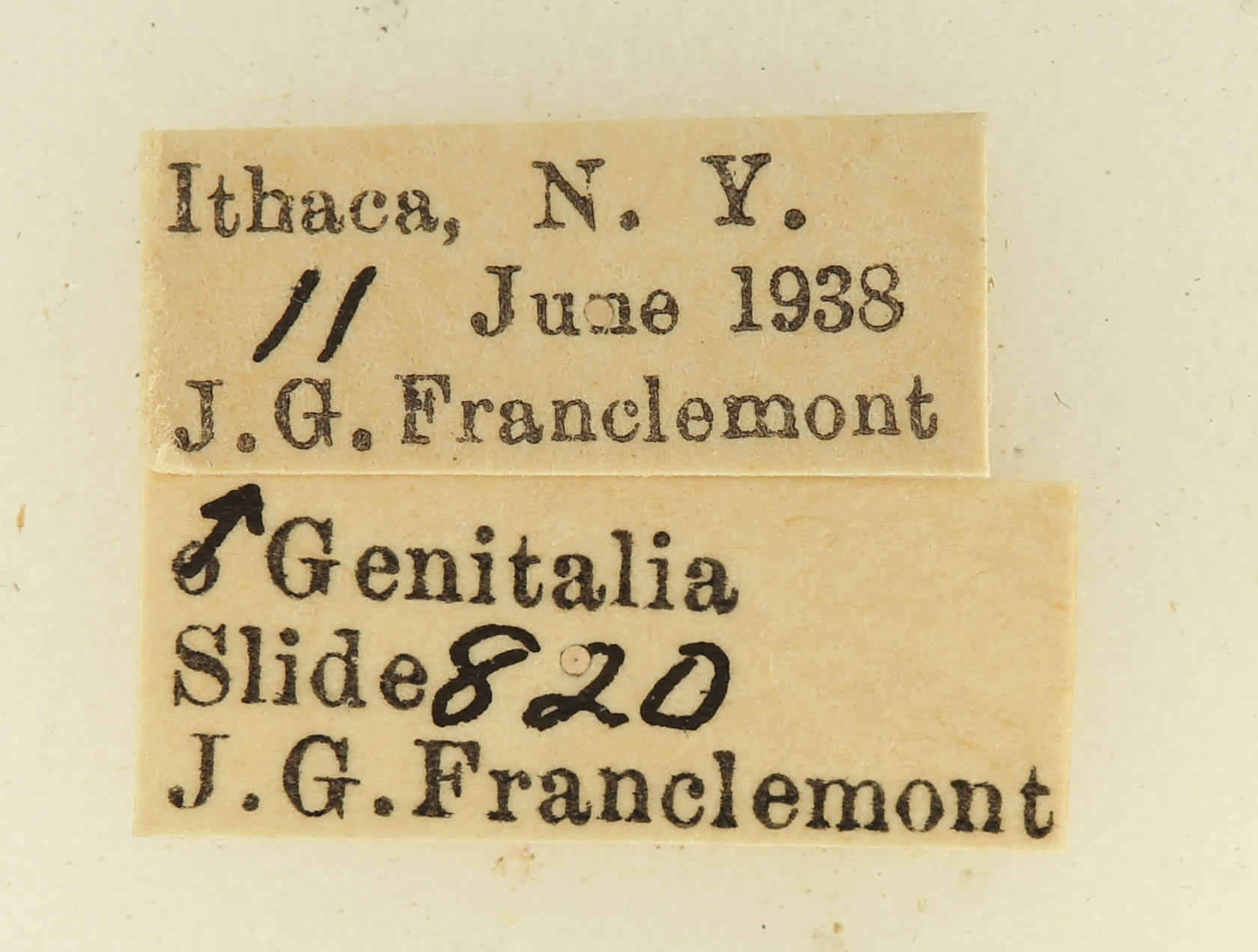 label view of adult Hypena sp.