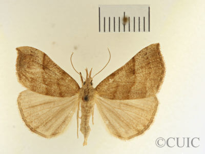 dorsal view of adult Hypena sp.