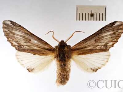 dorsal view of adult Ianassa lignicolor