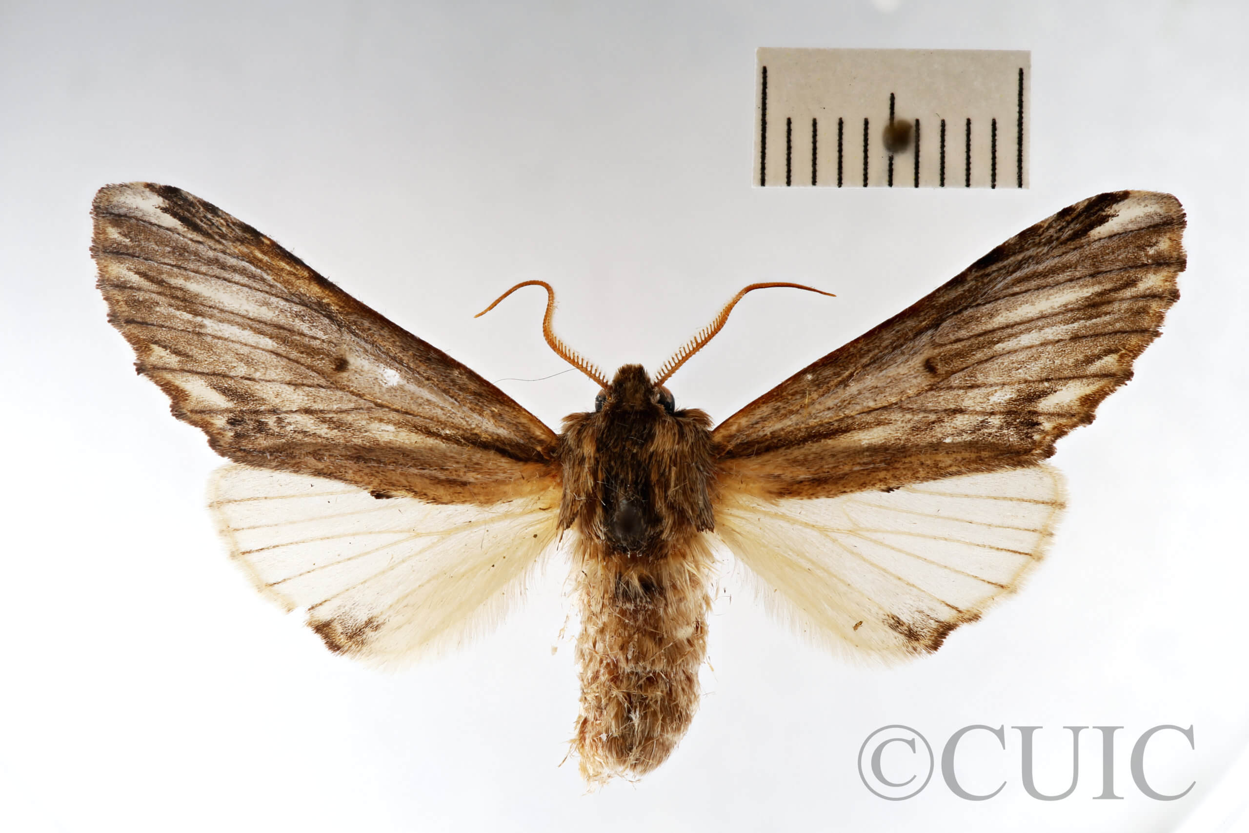 dorsal view of adult Ianassa lignicolor