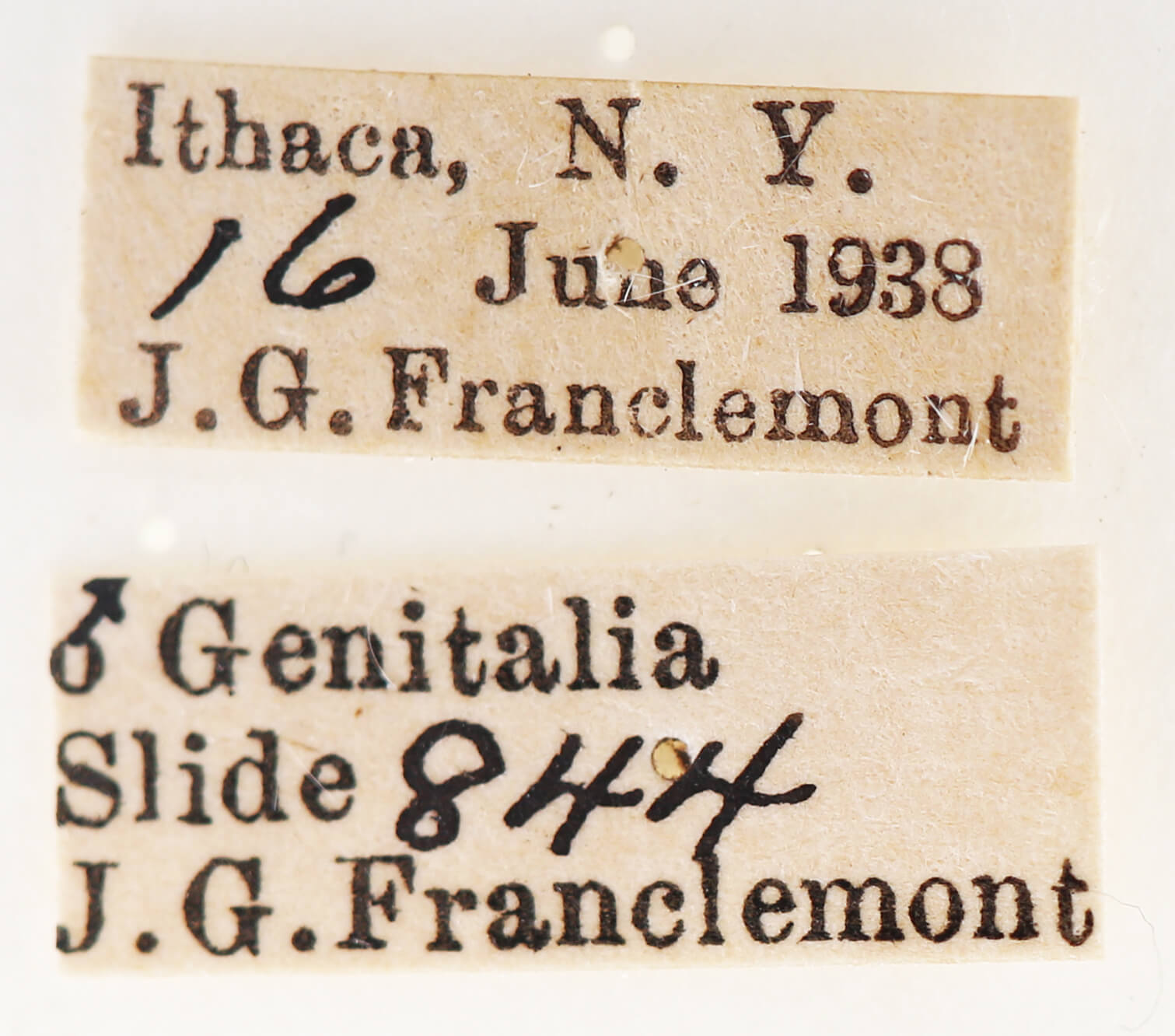 label view of adult Ianassa lignicolor