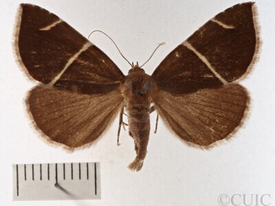 dorsal view of adult Argyrostrotis anilis