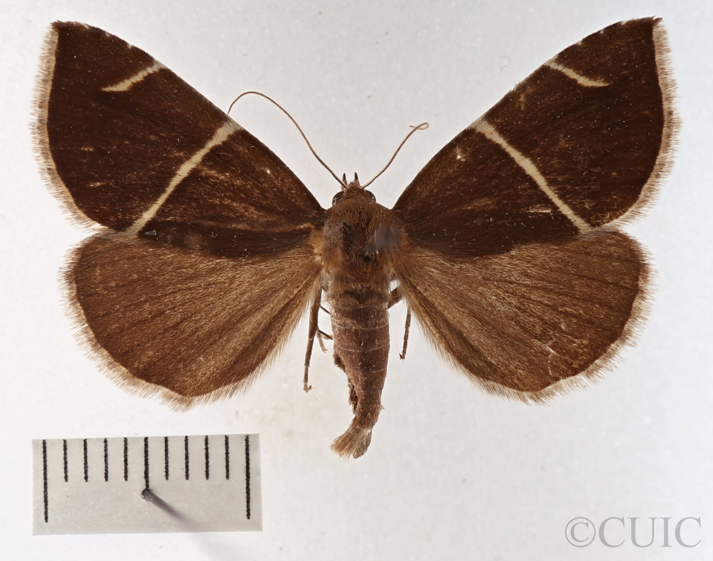 dorsal view of adult Argyrostrotis anilis