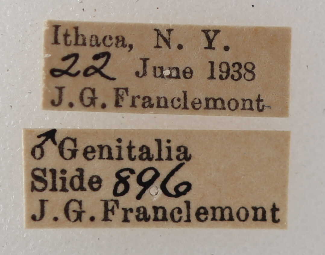 label view of adult Argyrostrotis anilis