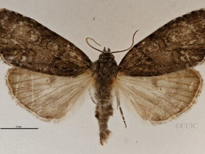 dorsal view of adult Acronicta retardata