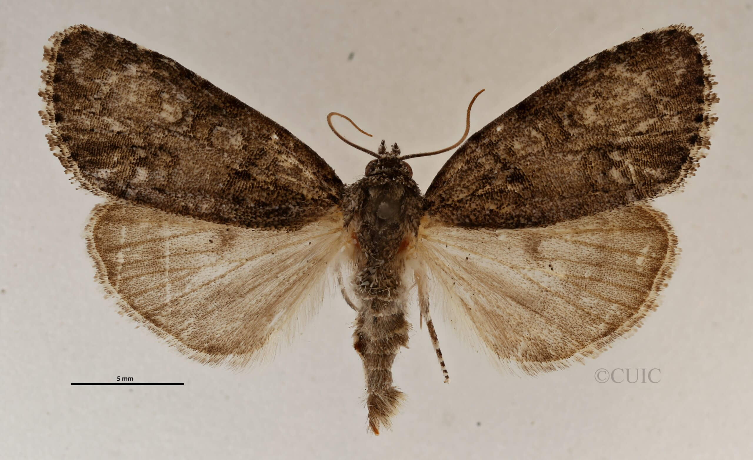 dorsal view of adult Acronicta retardata