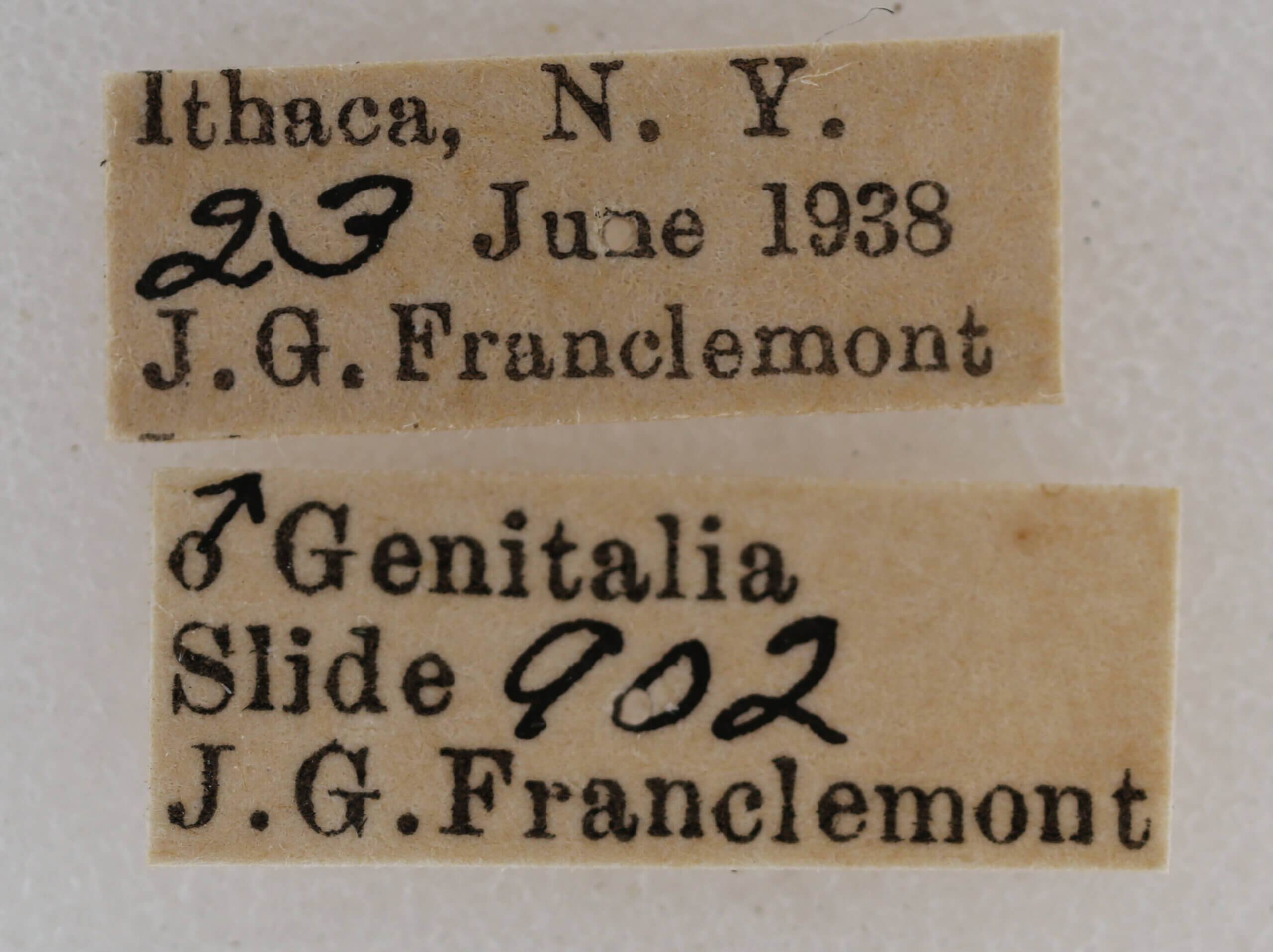 label view of adult Acronicta retardata