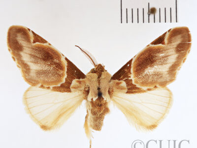 dorsal view of adult Dognina bella