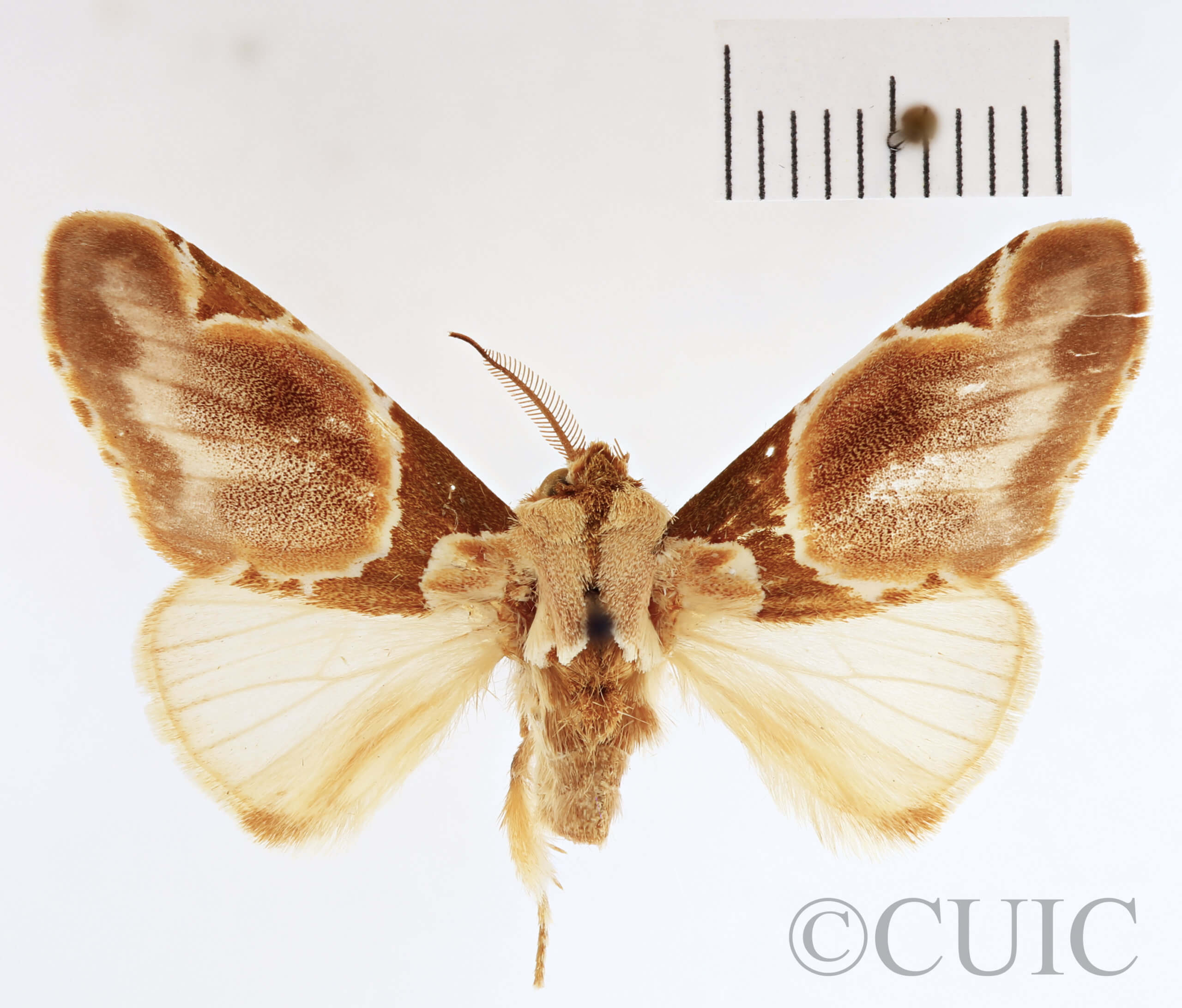 dorsal view of adult Dognina bella