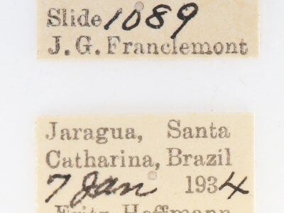 label view of adult Dognina bella