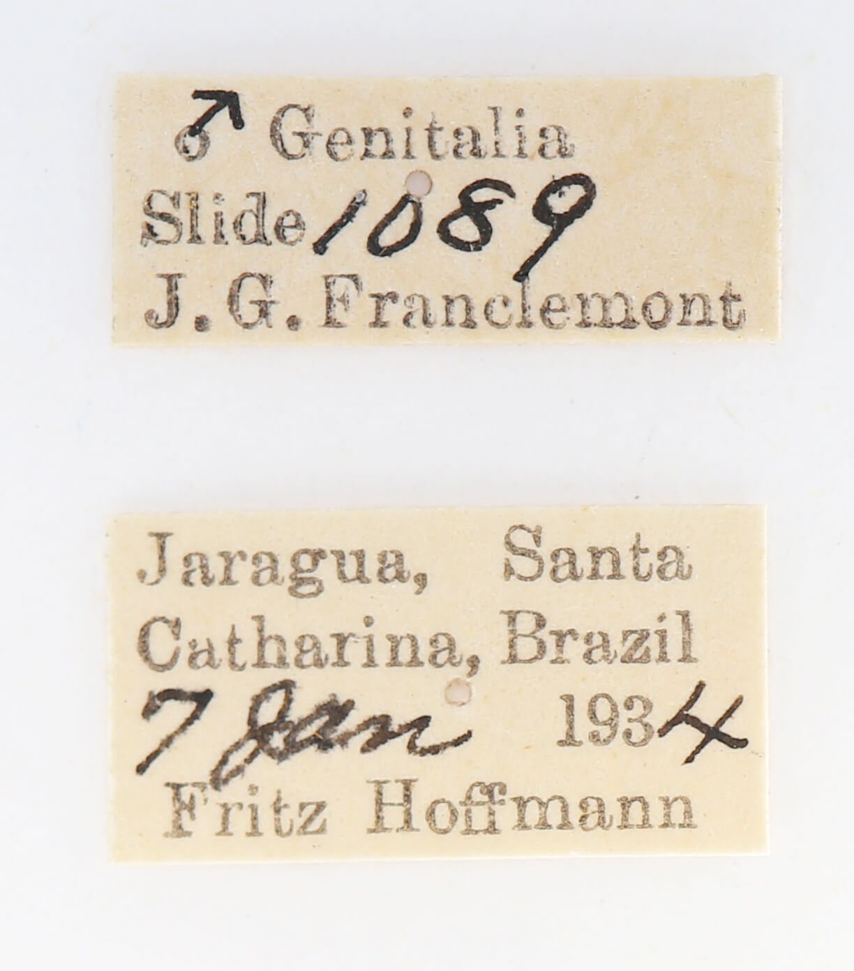 label view of adult Dognina bella