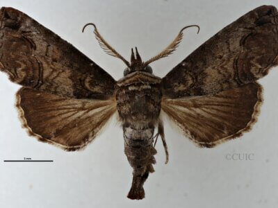 dorsal view of adult Paectes abrostoloides