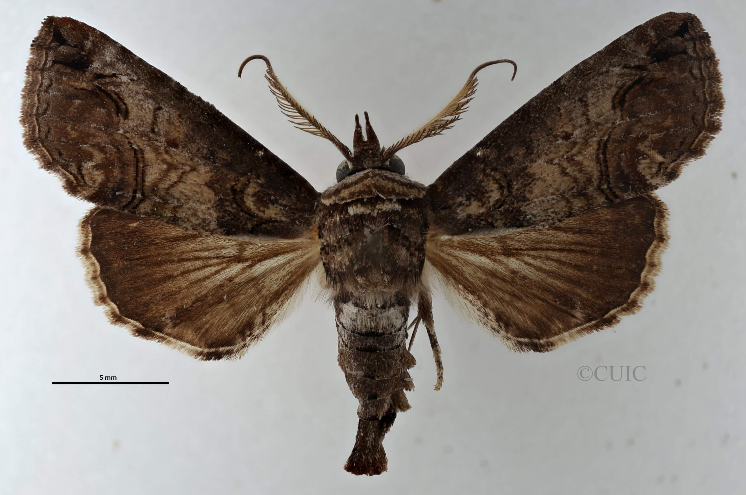 dorsal view of adult Paectes abrostoloides