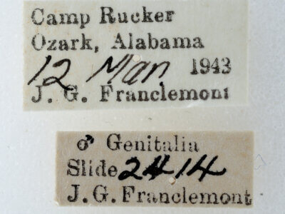 label view of adult Paectes abrostoloides