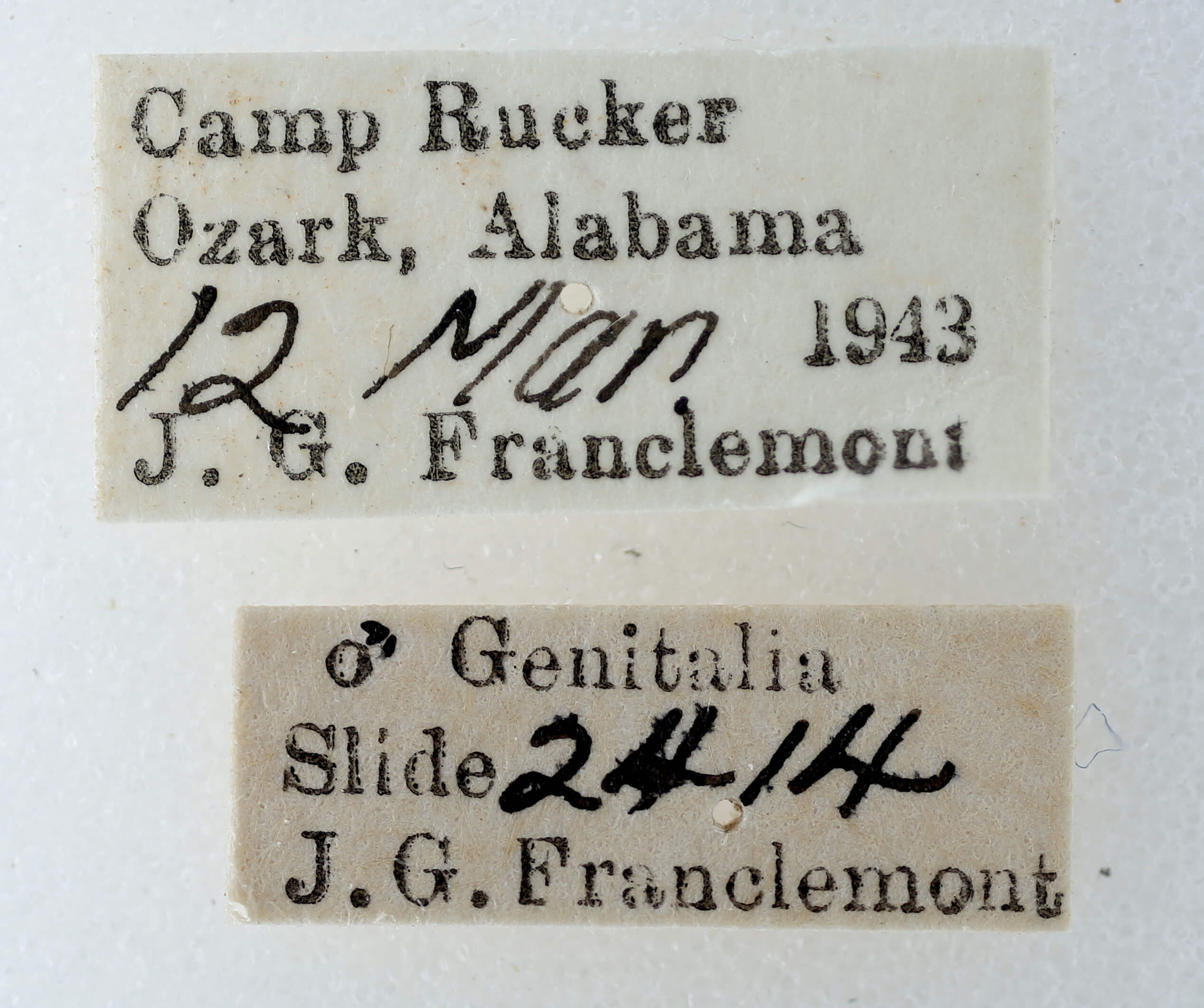 label view of adult Paectes abrostoloides