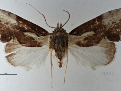 dorsal view of adult Timorodes blepharias