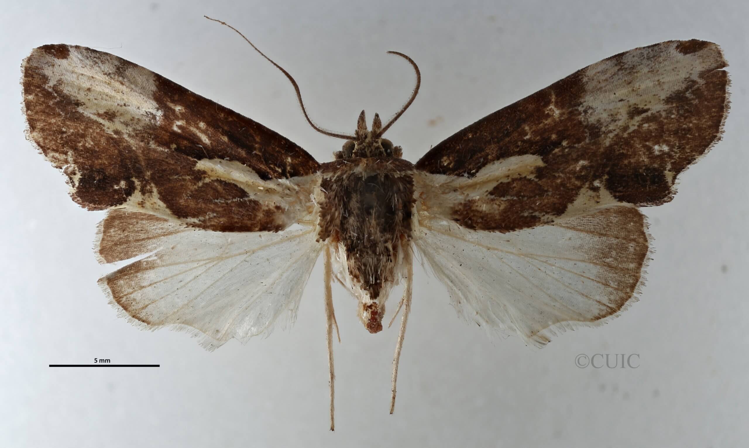 dorsal view of adult Timorodes blepharias