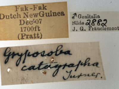 label view of adult Timorodes blepharias