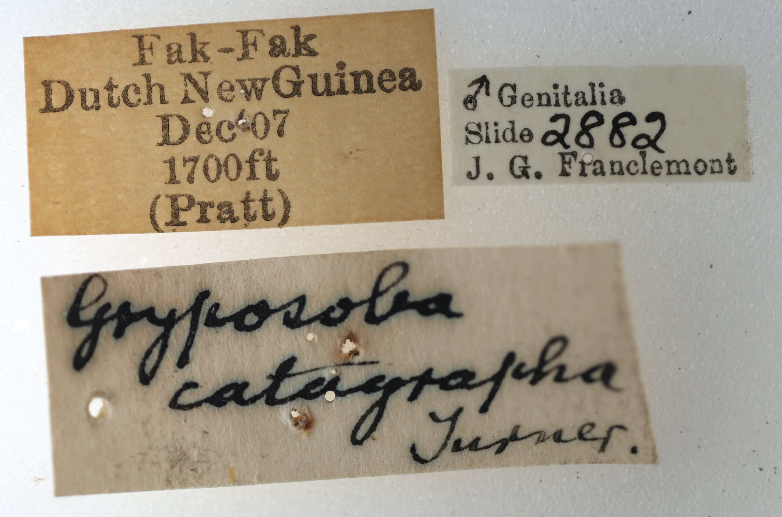 label view of adult Timorodes blepharias