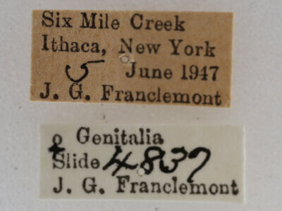 label view of adult Acronicta retardata
