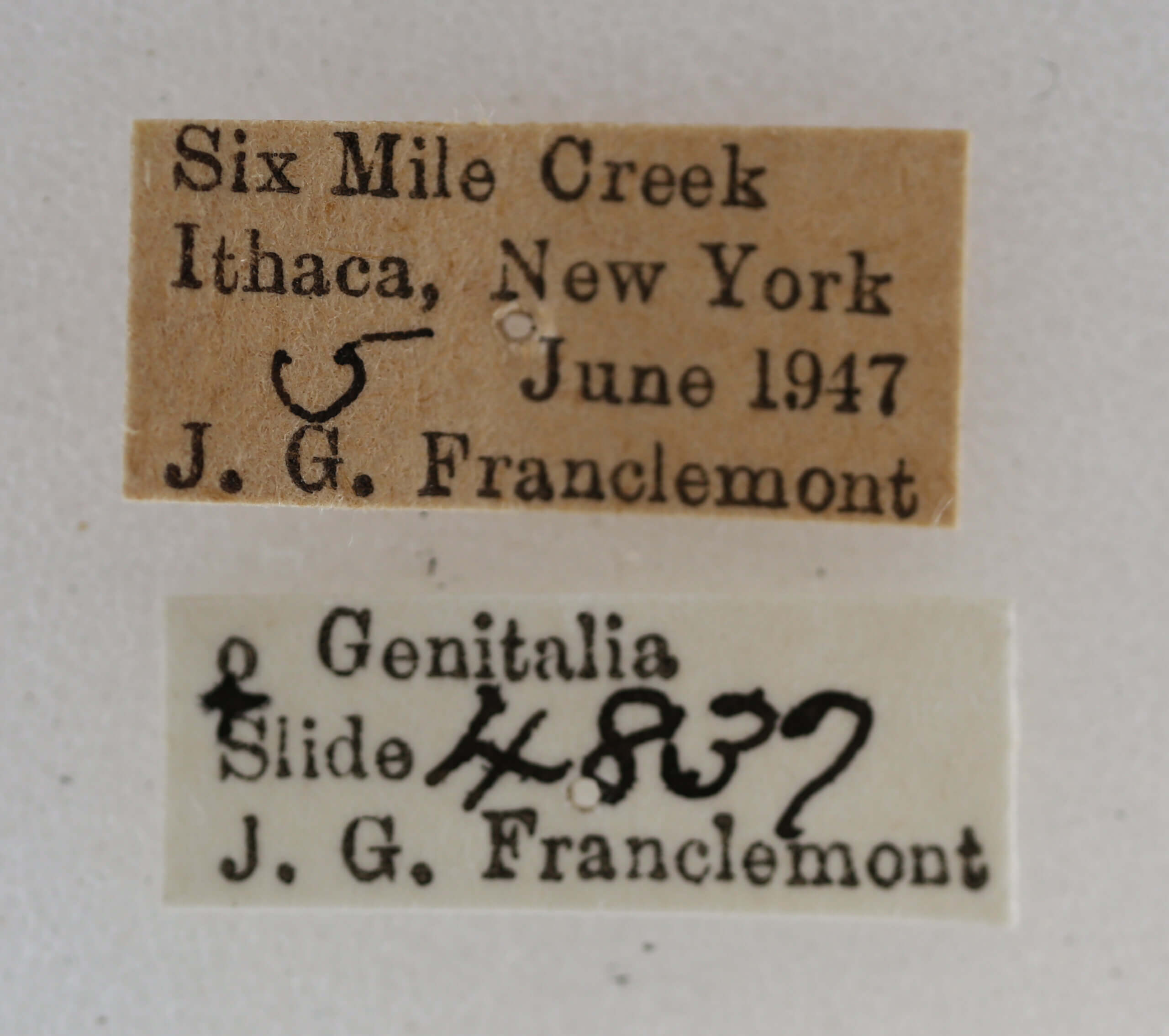 label view of adult Acronicta retardata