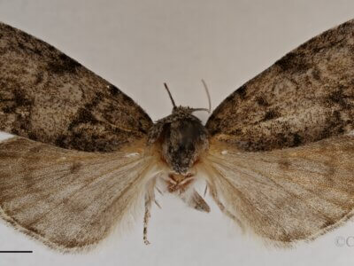 dorsal view of adult Acronicta retardata