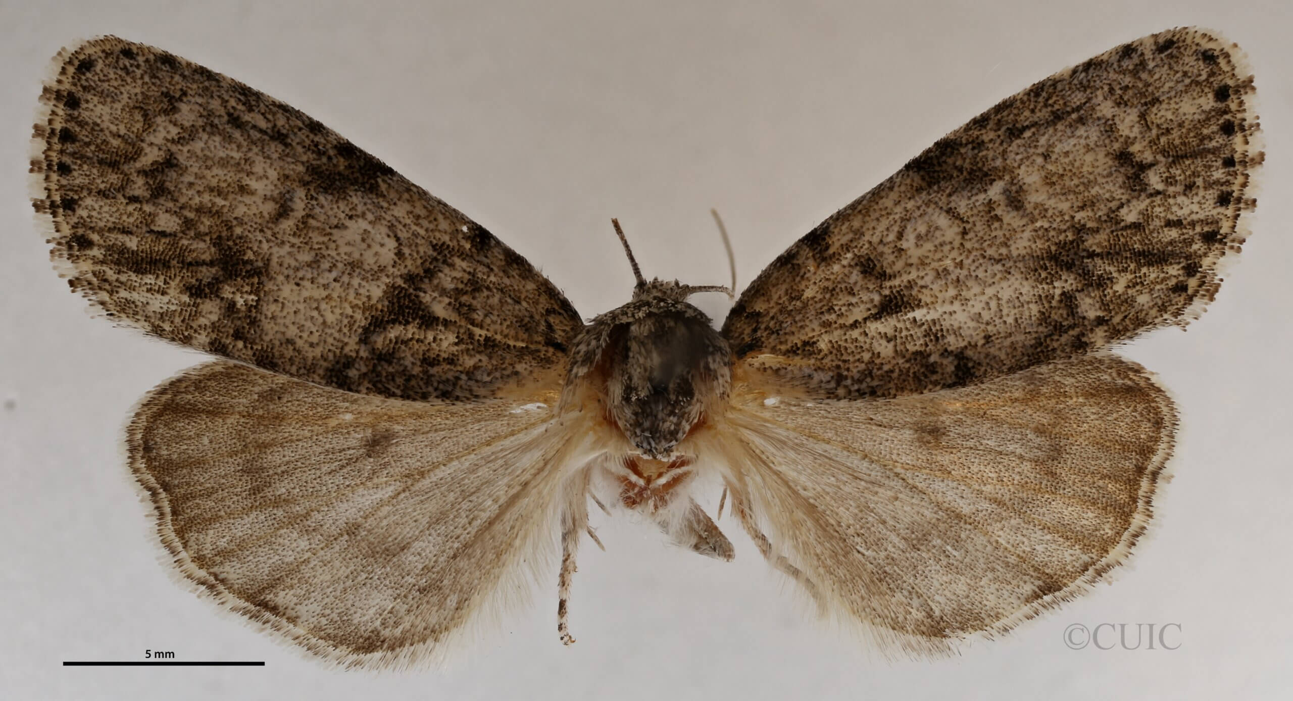 dorsal view of adult Acronicta retardata