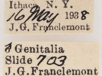 label view of adult Marathyssa basalis