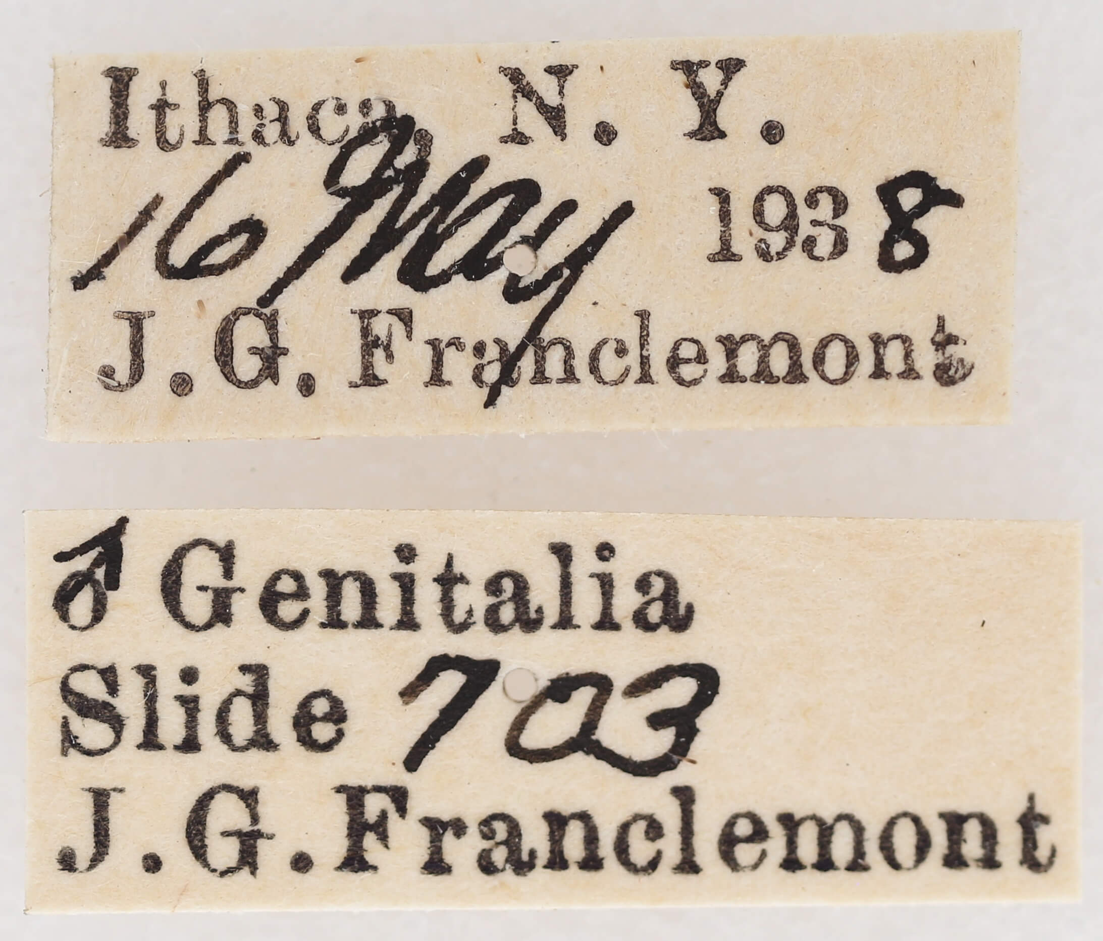 label view of adult Marathyssa basalis