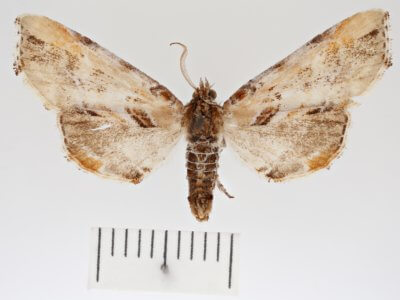 dorsal view of adult Marathyssa basalis