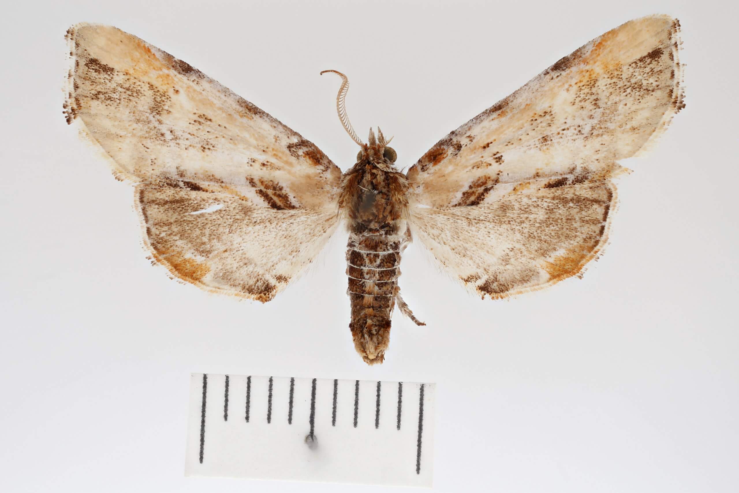 dorsal view of adult Marathyssa basalis