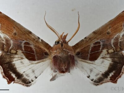 dorsal view of adult Eutelia pulcherrimus