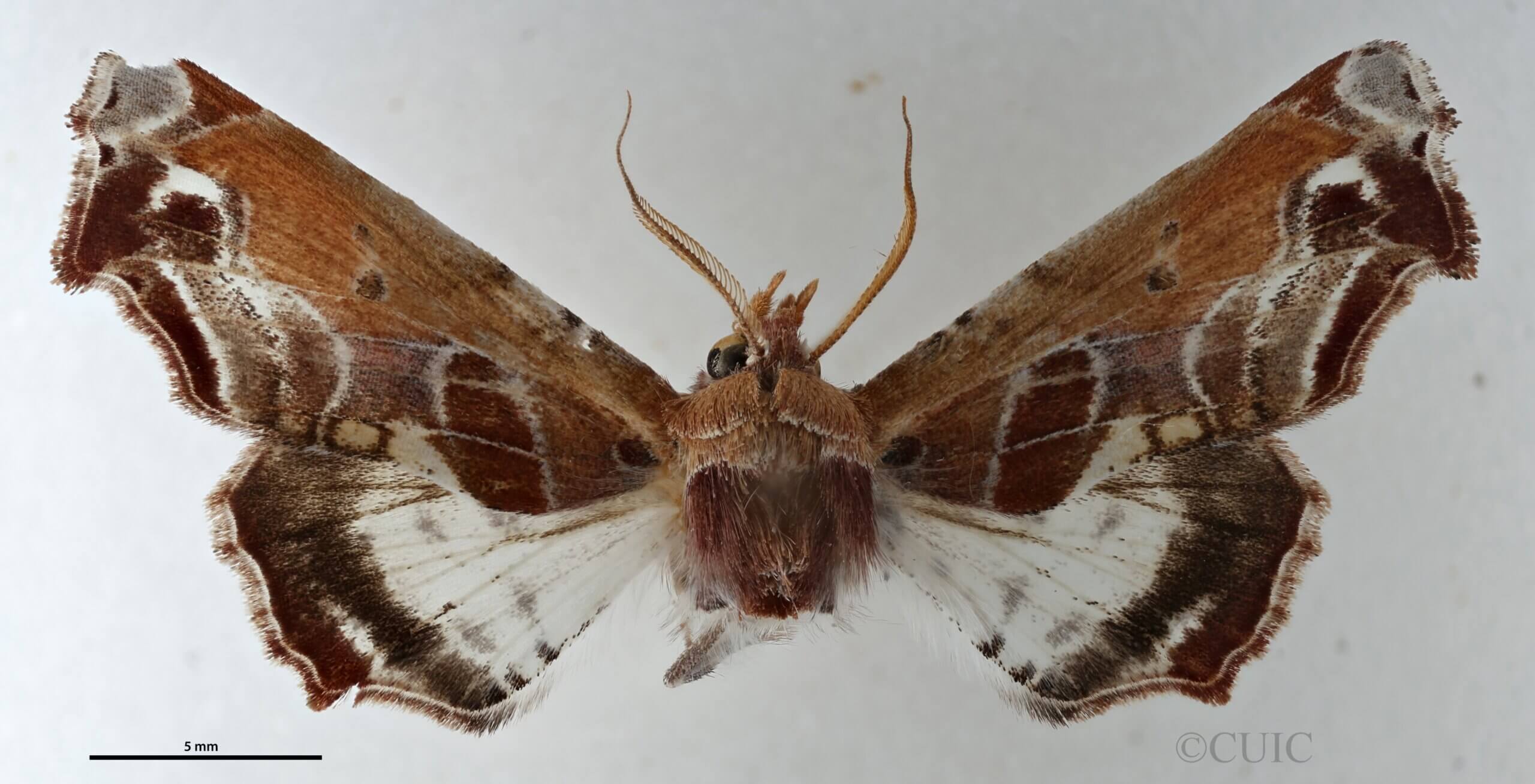 dorsal view of adult Eutelia pulcherrimus