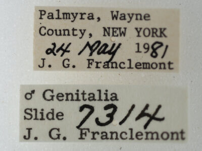 label view of adult Eutelia pulcherrimus