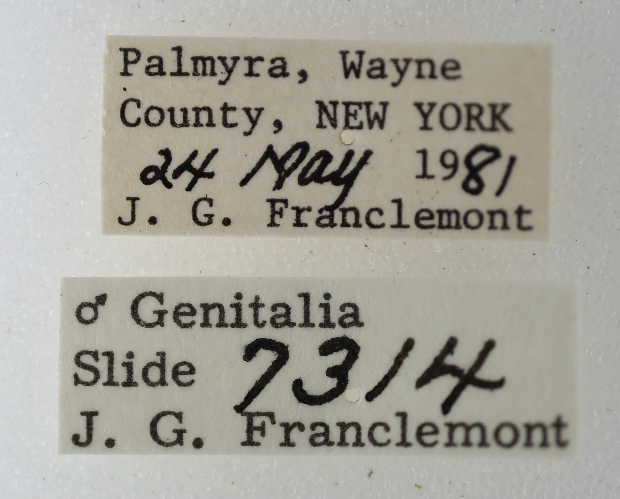 label view of adult Eutelia pulcherrimus