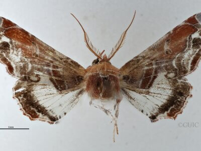 dorsal view of adult Eutelia pulcherrima