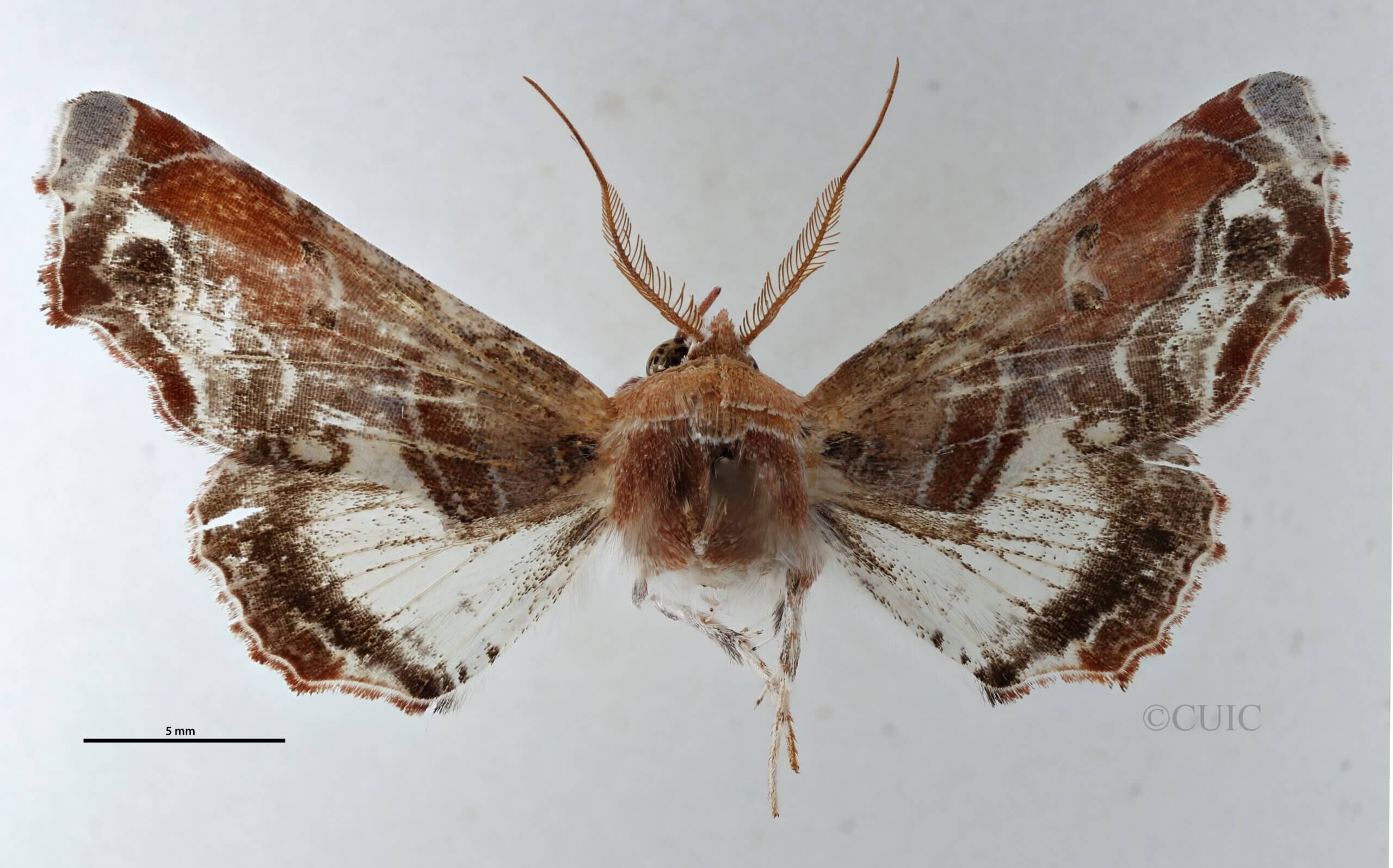 dorsal view of adult Eutelia pulcherrima