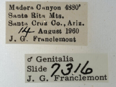 label view of adult Eutelia pulcherrima