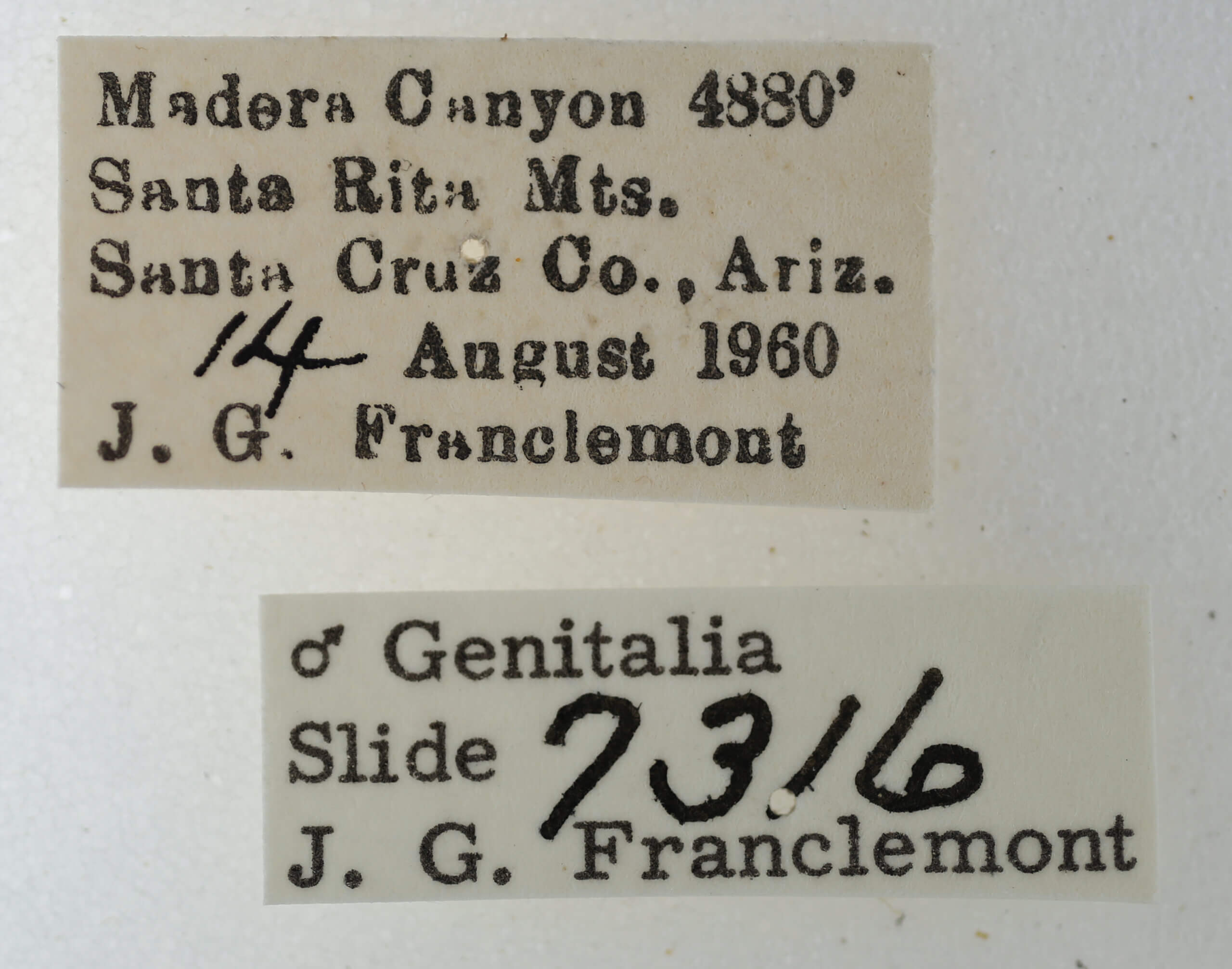 label view of adult Eutelia pulcherrima