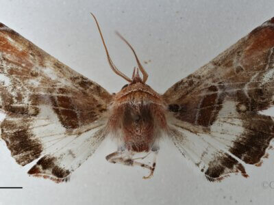 dorsal view of adult Eutelia sp.