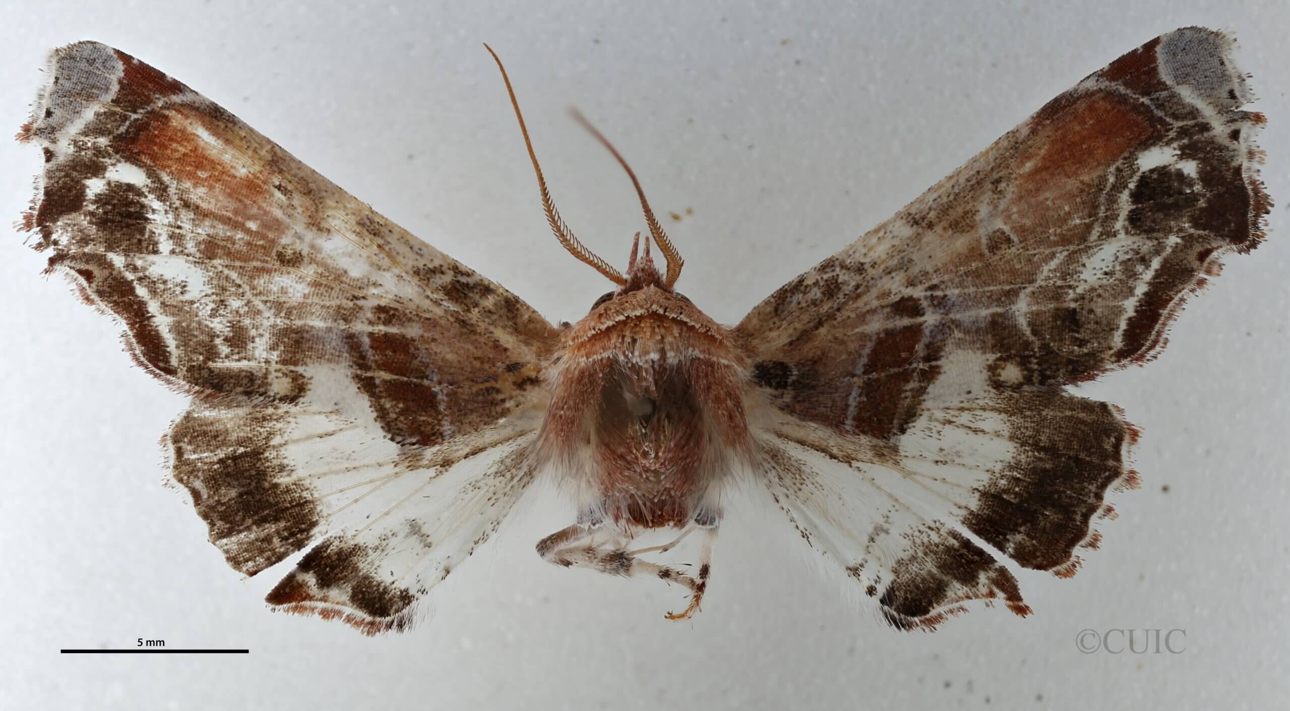 dorsal view of adult Eutelia sp.